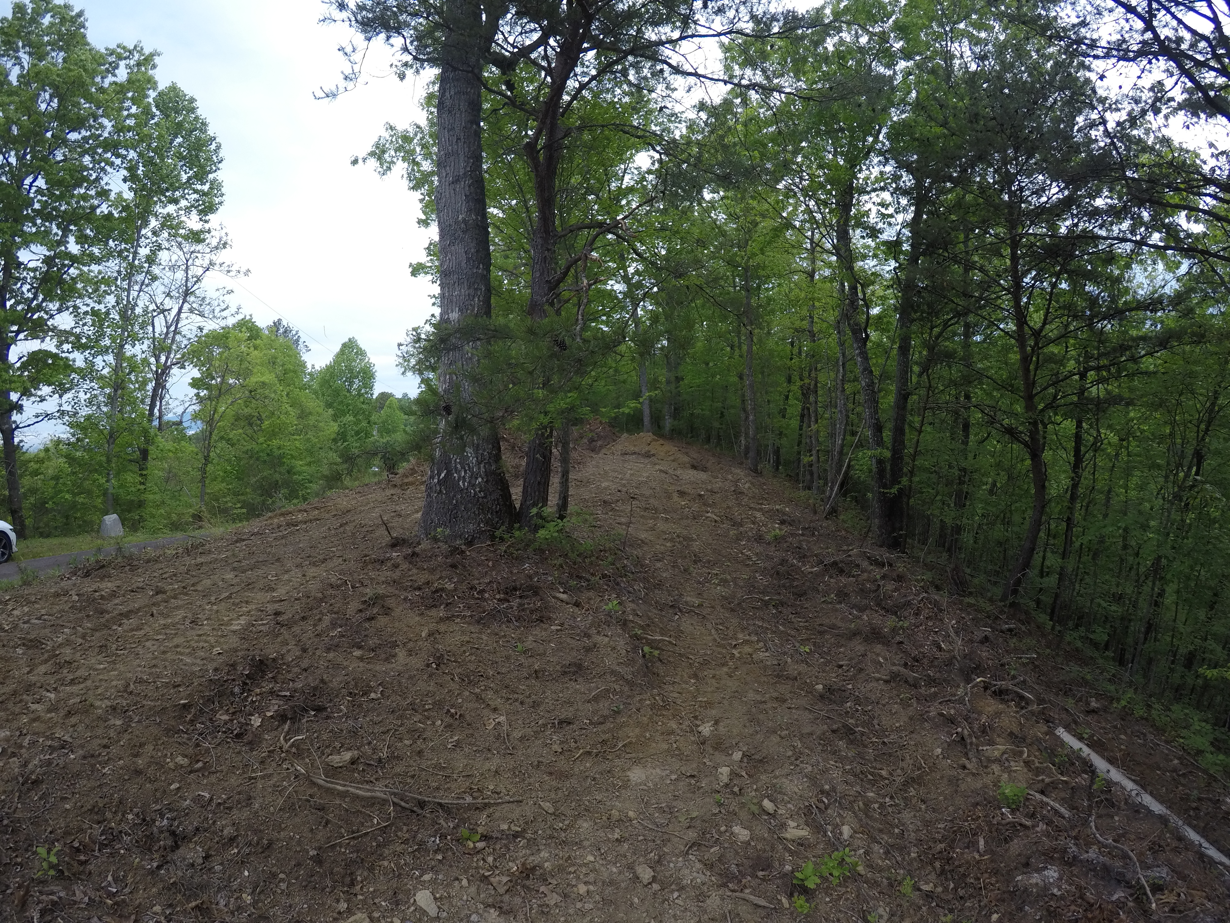 land-clearing