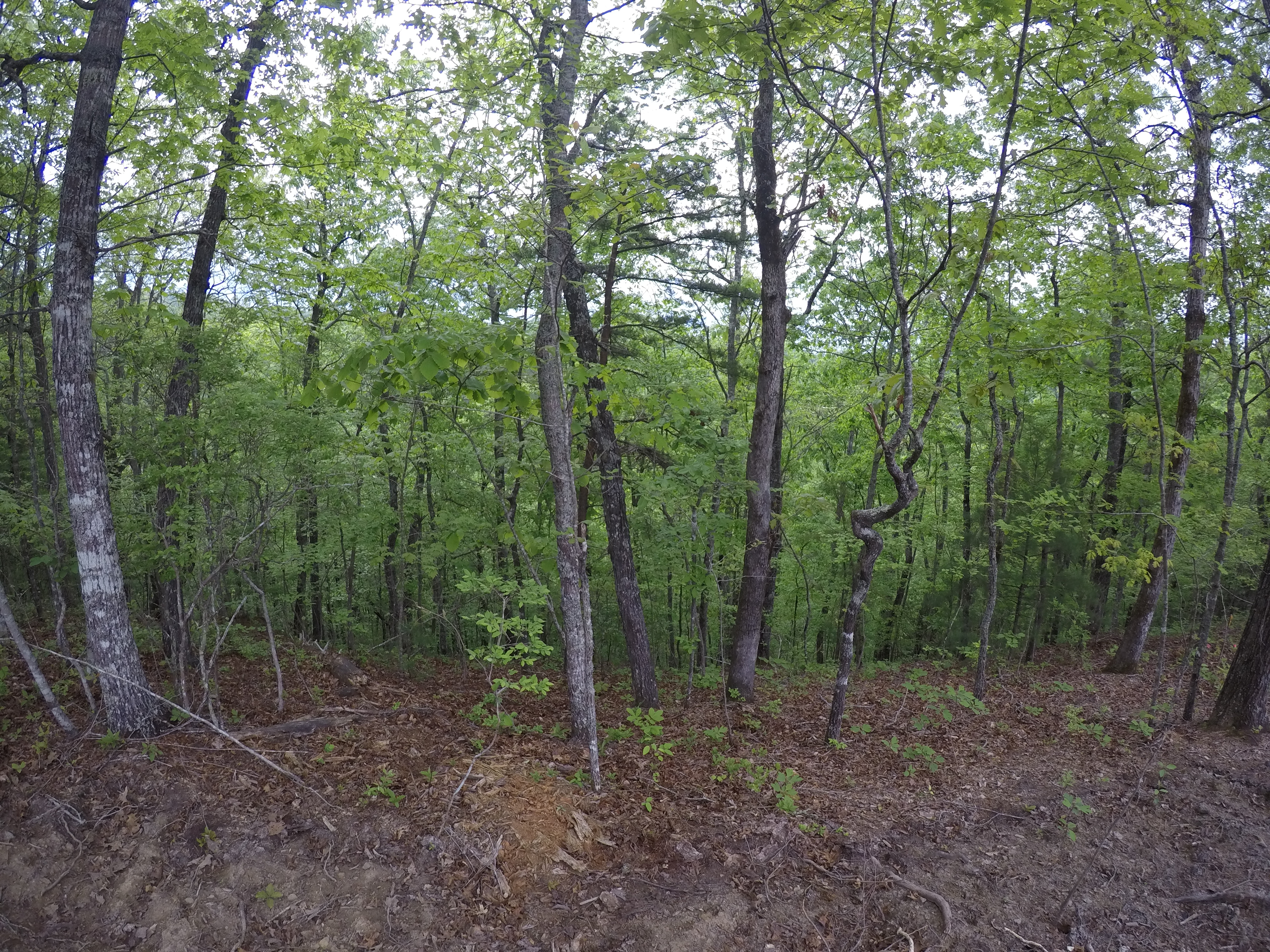 land-clearing
