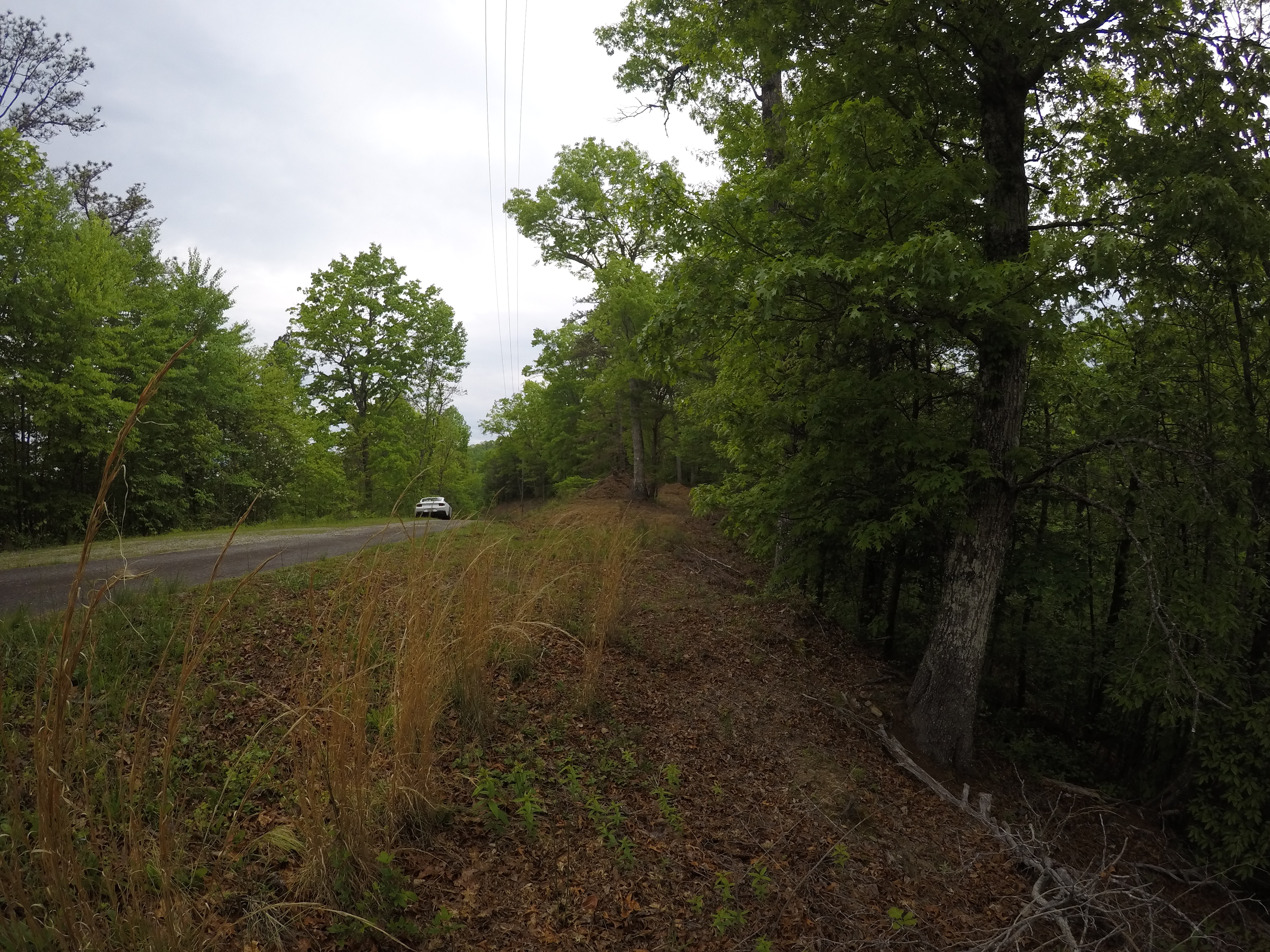 land-clearing