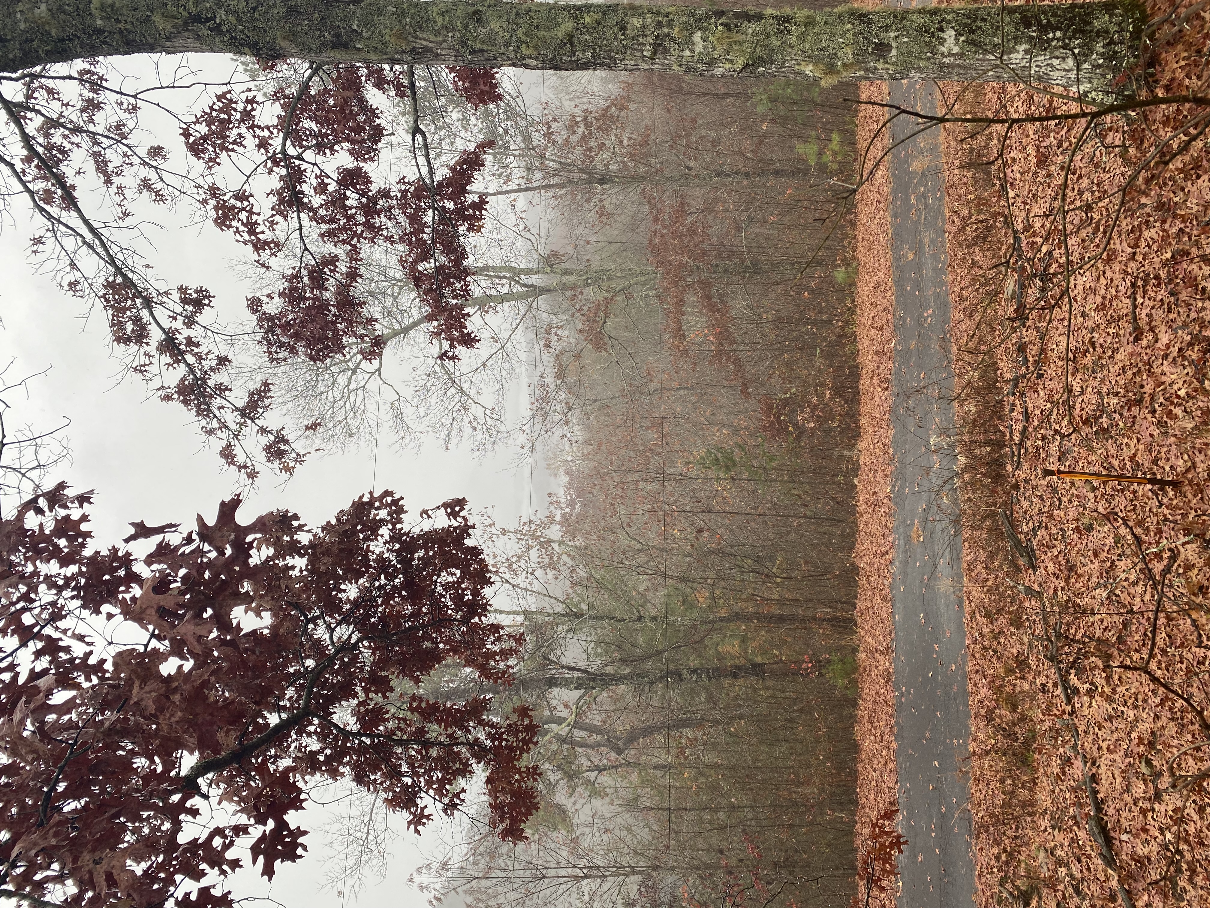 land-clearing