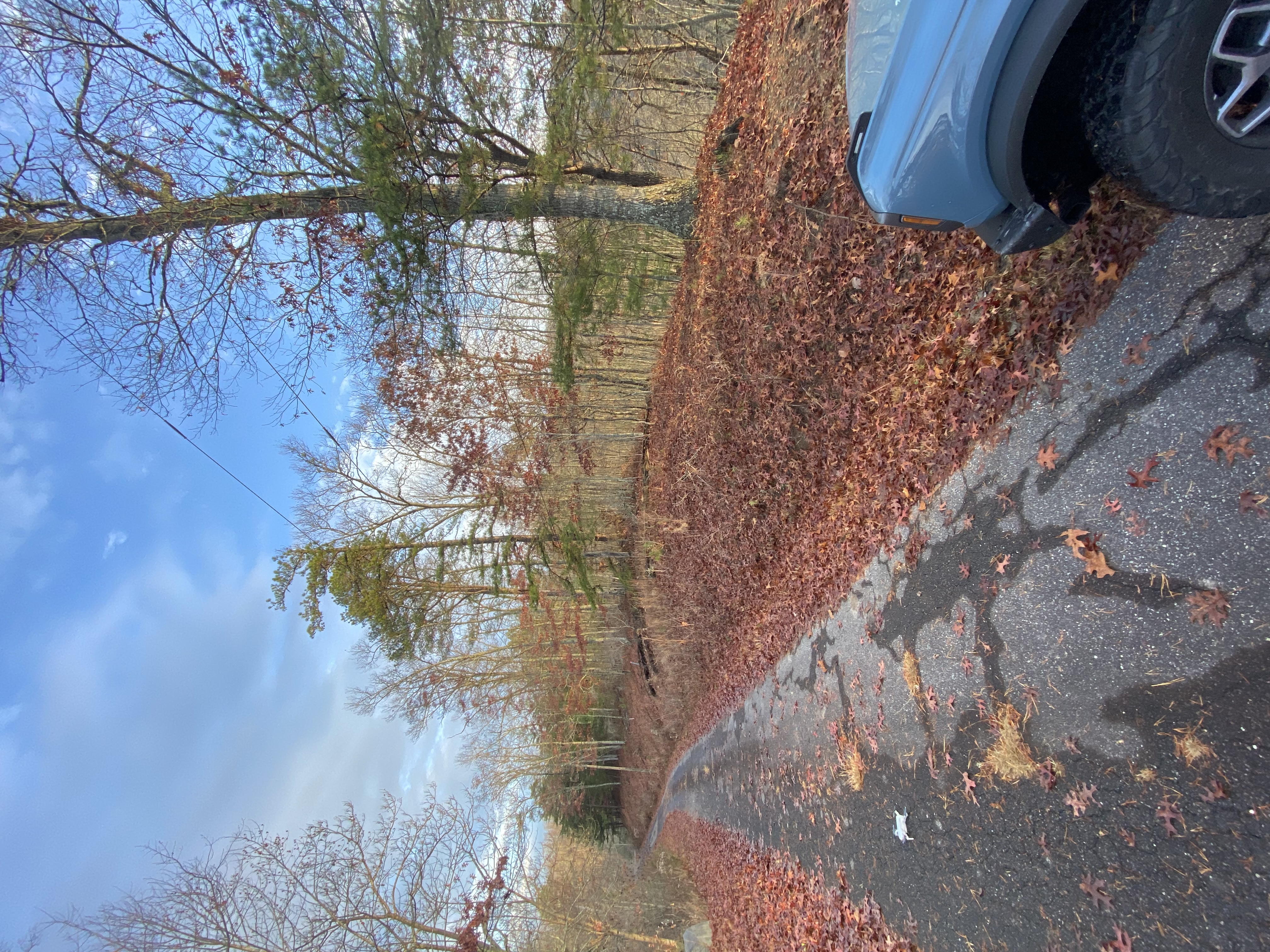land-clearing