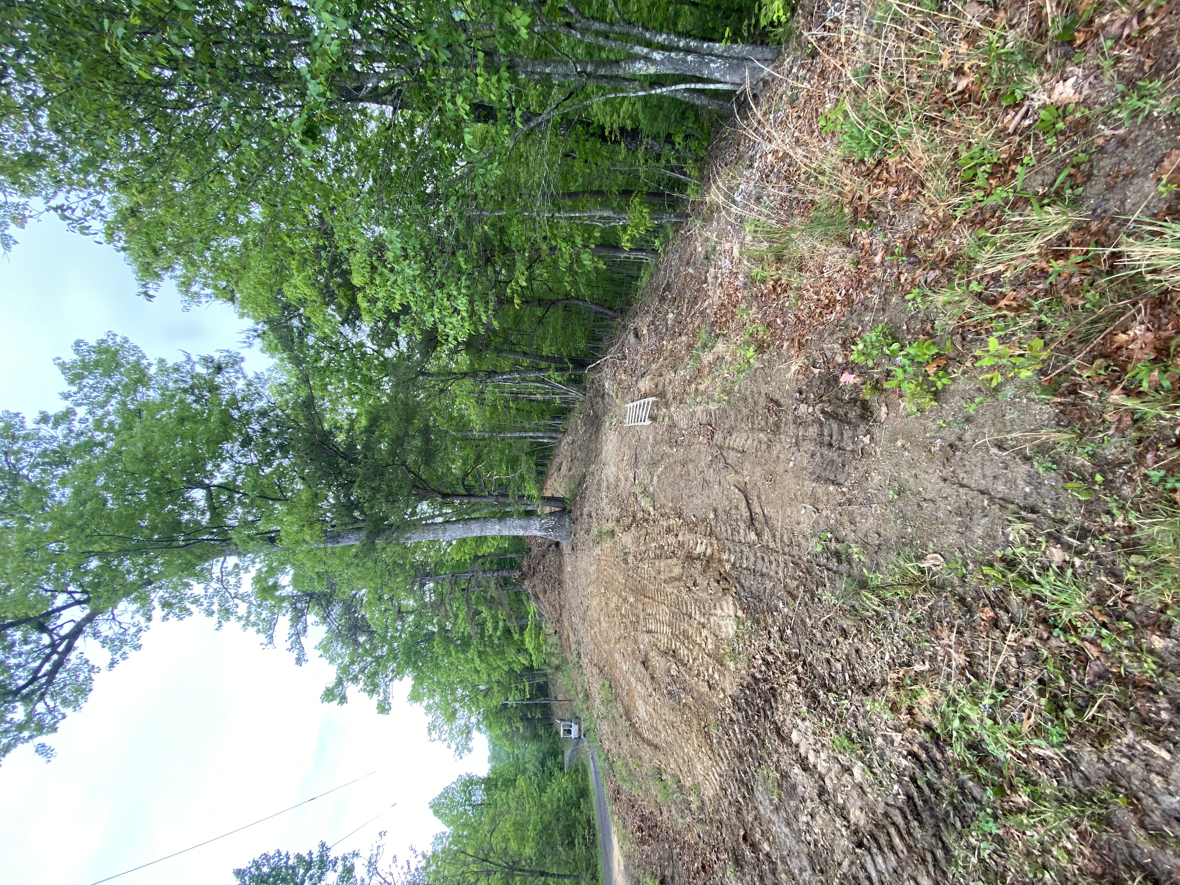 land-clearing