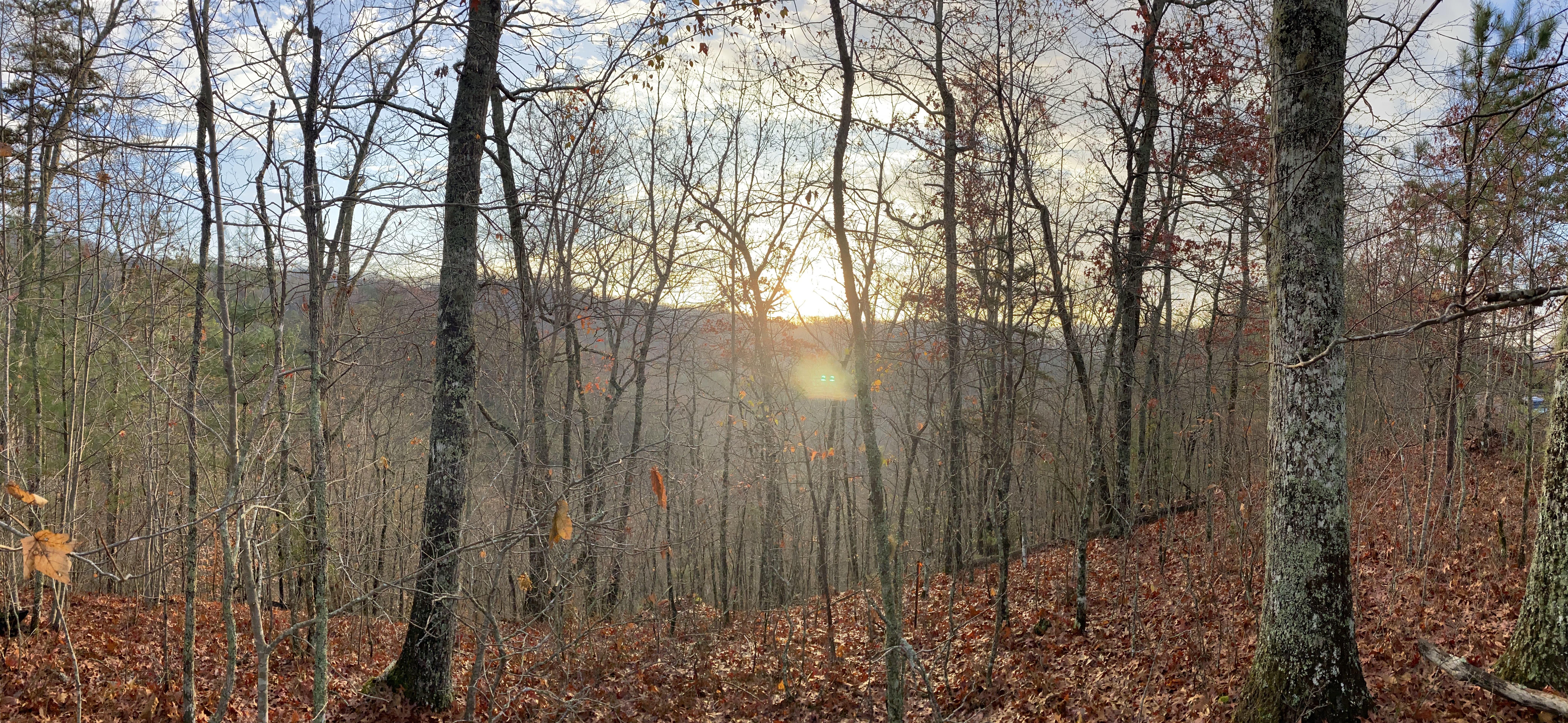 land-clearing