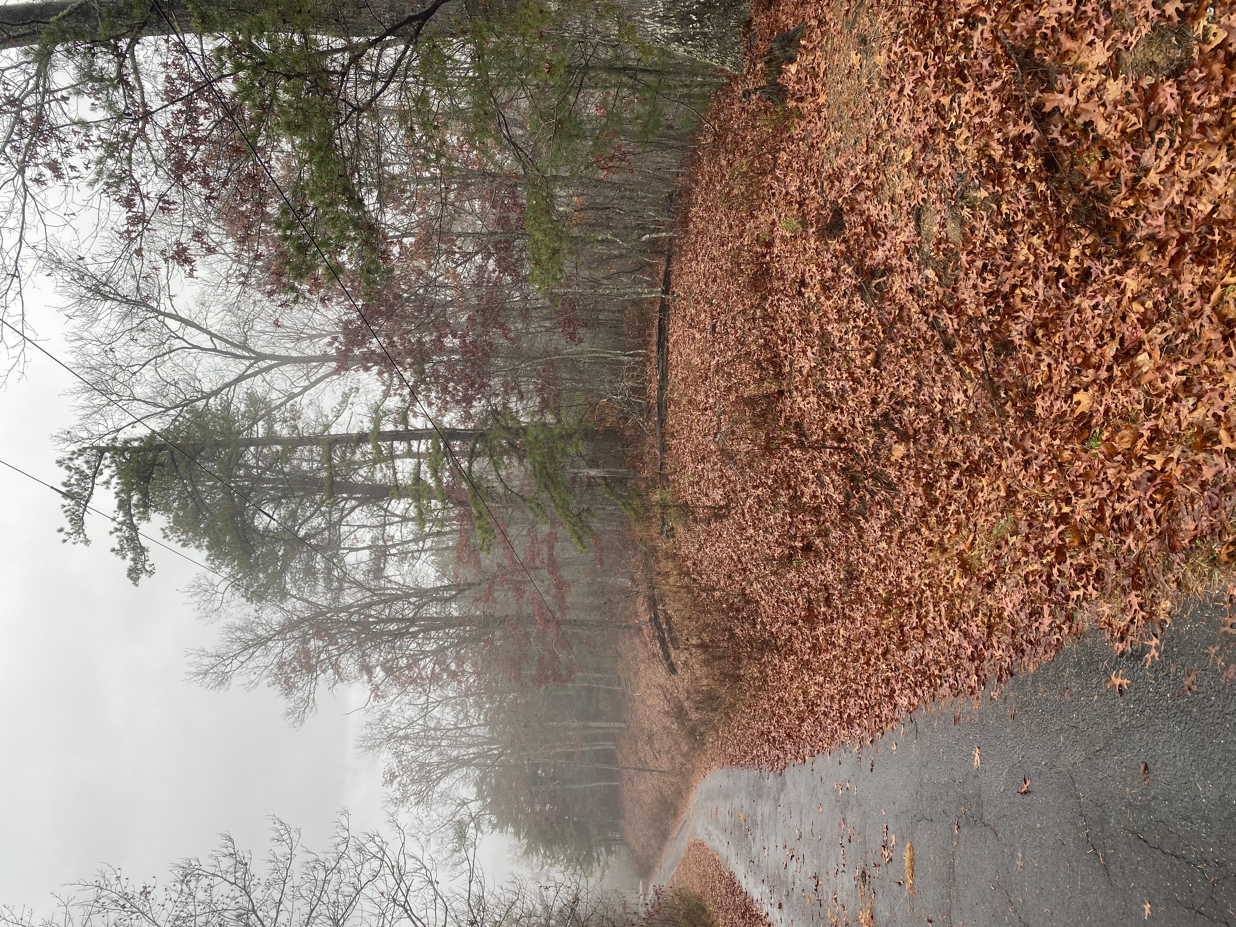 land-clearing