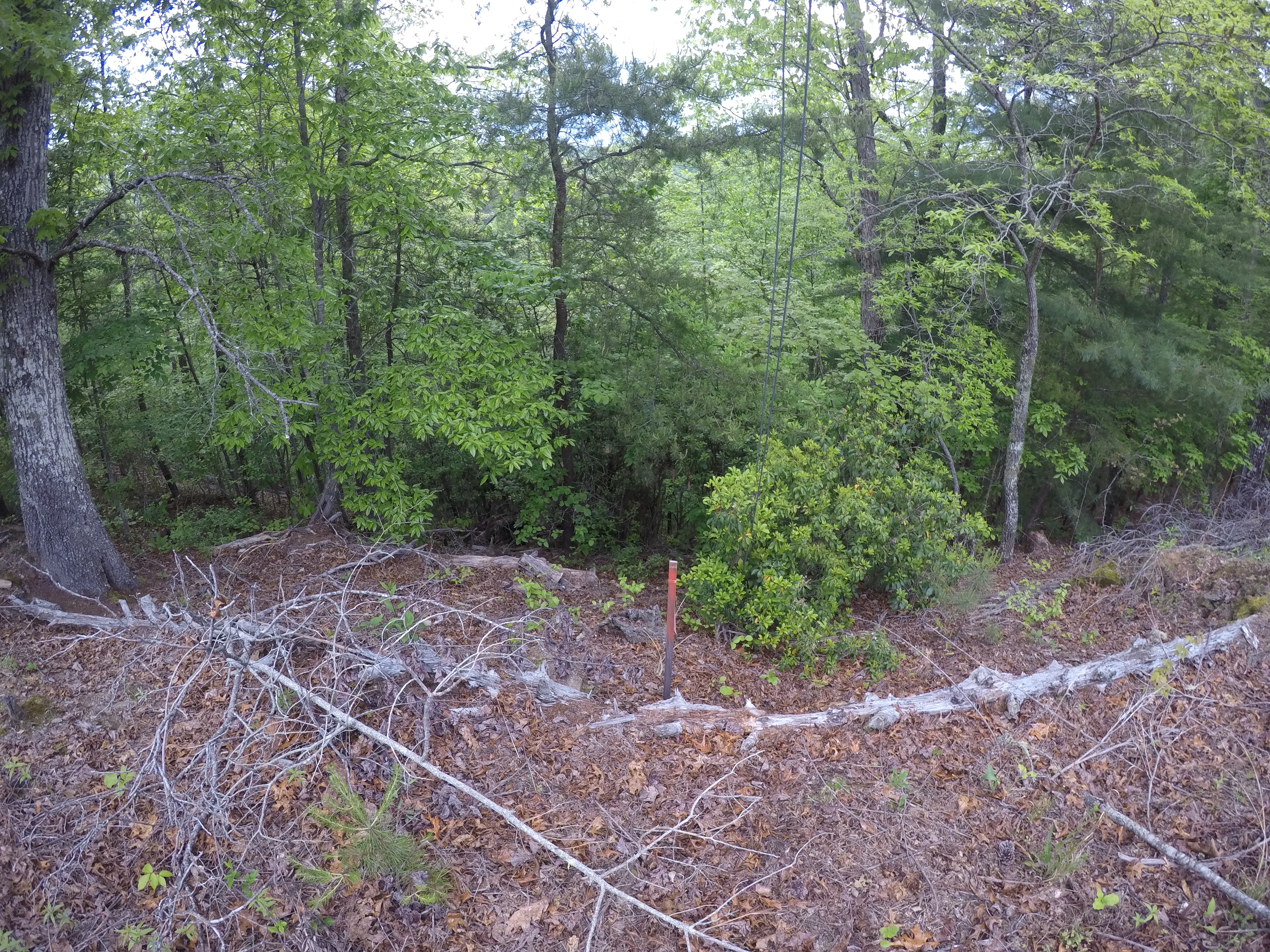 land-clearing