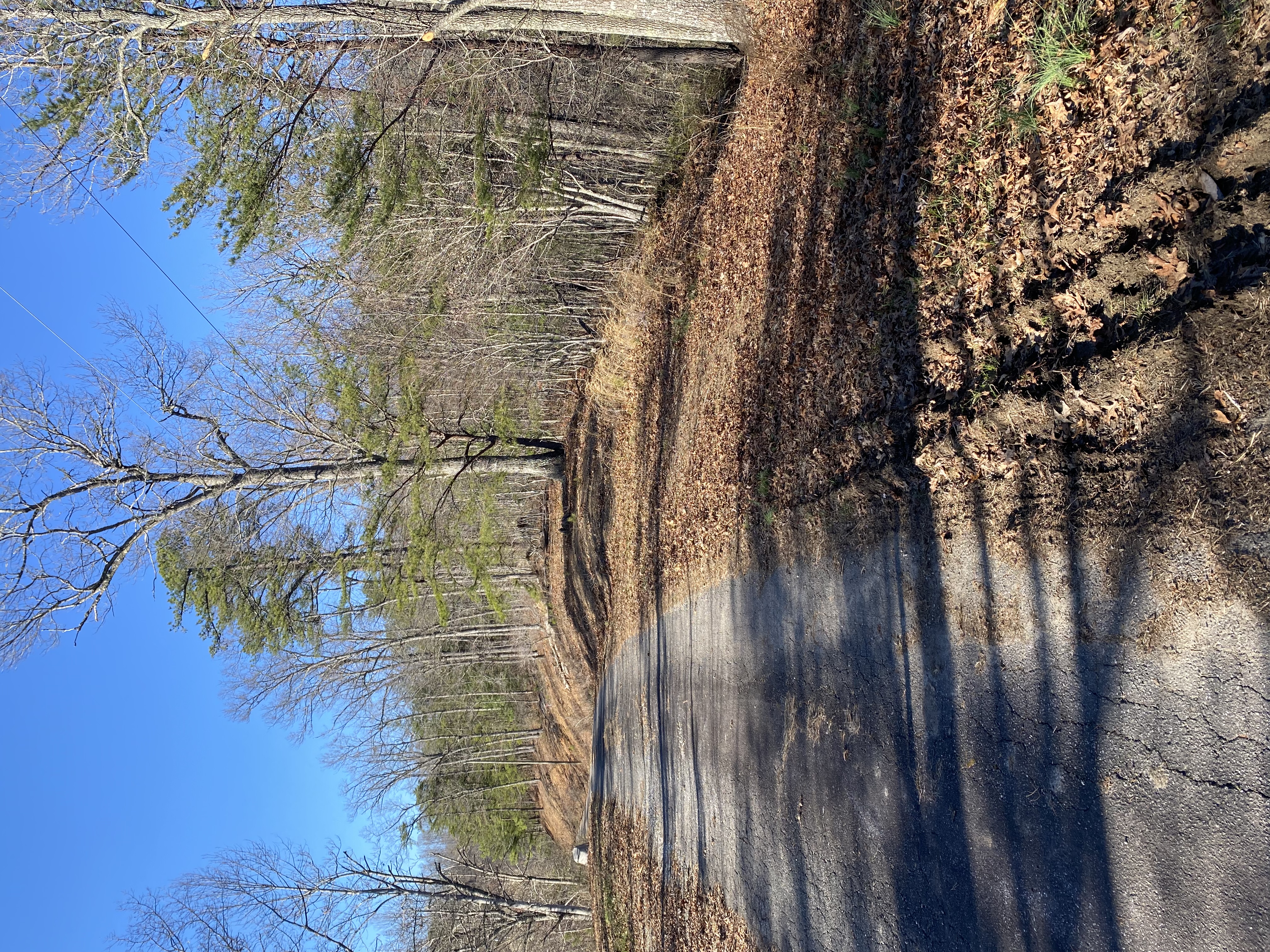 land-clearing