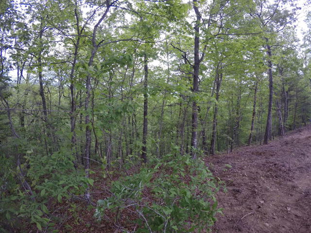 Land Clearing photo from the Ridgetop Refuge cabin build, April 27, 2024